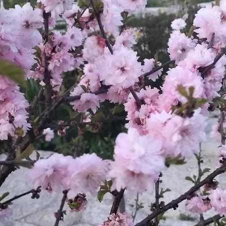 сади єви Hotel *