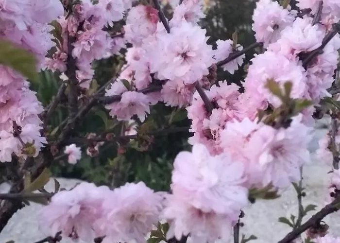 сади єви Hotel *